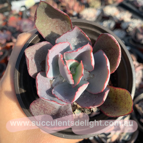 Echeveria Rubromarginata 卢浮宫