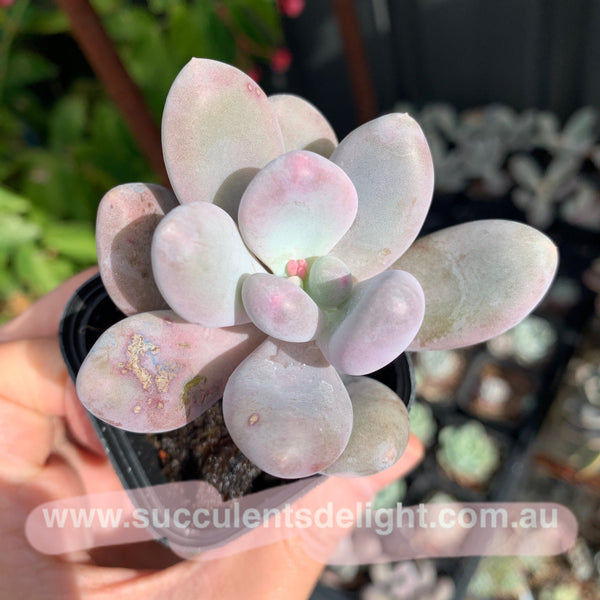 Pachyphytum cv. MOMOBIJIN 桃美人