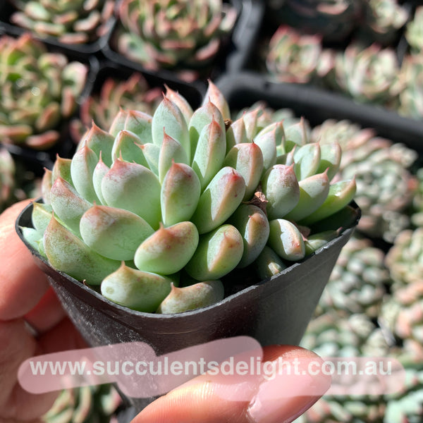 Echeveria White Line 白线 粉魔爪