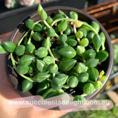 3x cuttings Senecio Angel's Tears Varieagted 天使之泪佛珠锦 砍头