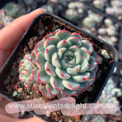 Echeveria Minima Hybrid cluster 姬莲杂群