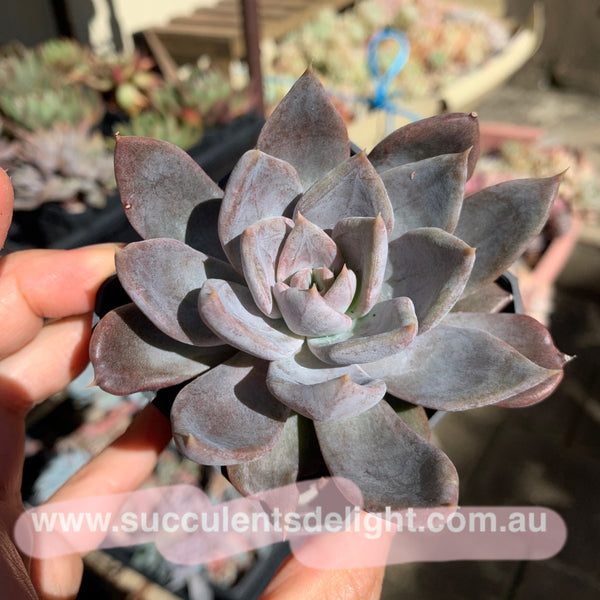 Echeveria Silver Queen 银后