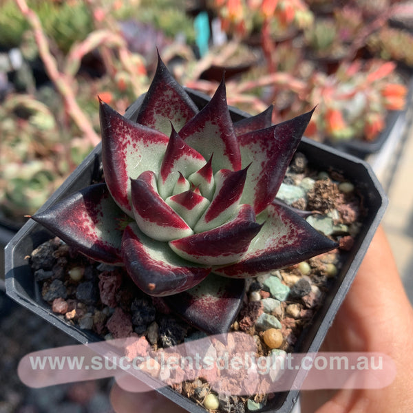 Echeveria Agavoides Ebony (selected) 优选乌木