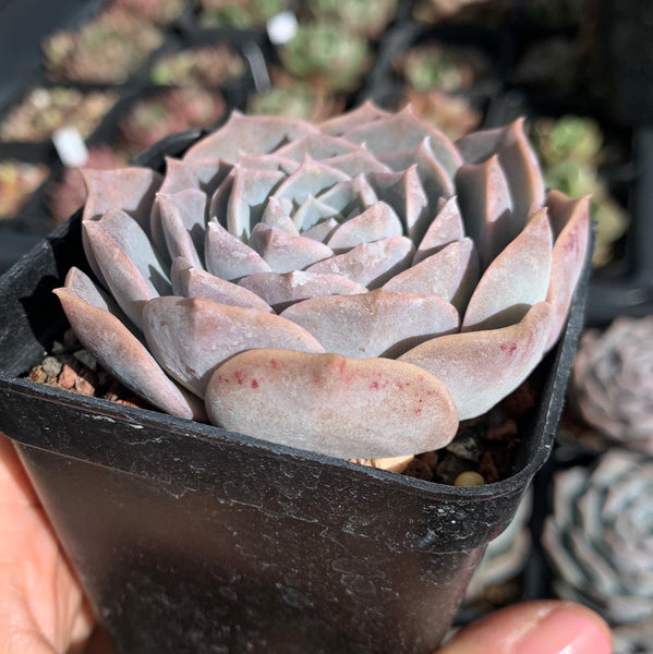Echeveria Sarang 血斑爱神
