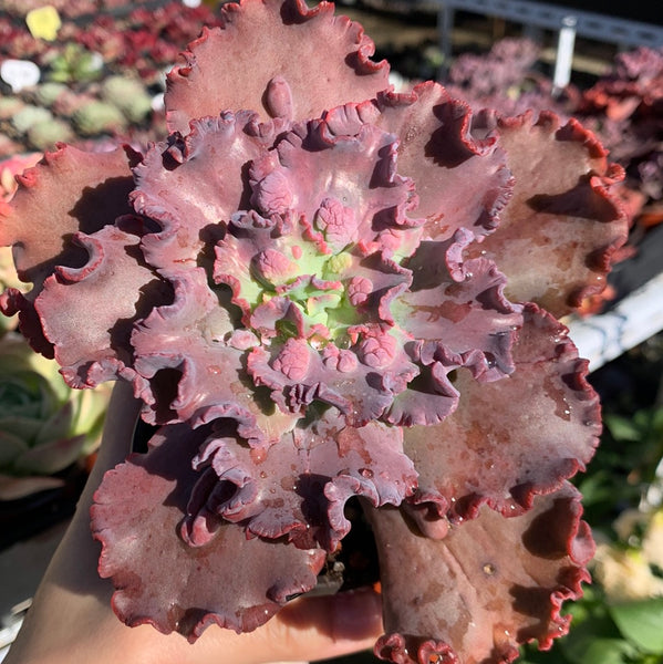 Echeveria Red Dragon 红龙