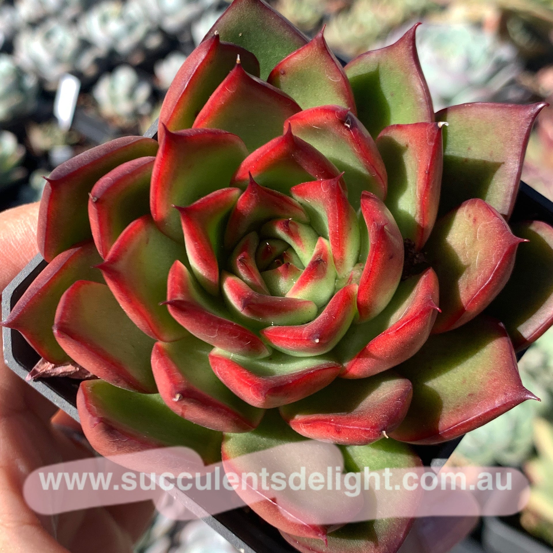 Echeveria Agavoides Wild Horse 野马东云