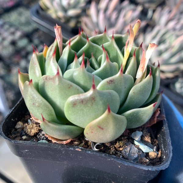 Echeveria Green Gravity 绿色引力 - Succulents Delight 2022 New Hybrid