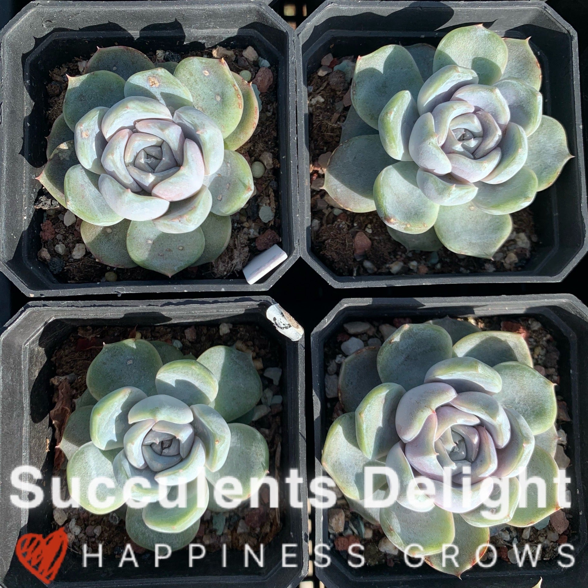 Echeveria Snow Bunny (short leaf form)  短叶雪兔