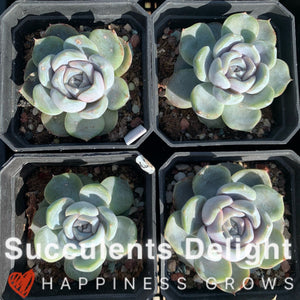 Echeveria Snow Bunny (short leaf form)  短叶雪兔