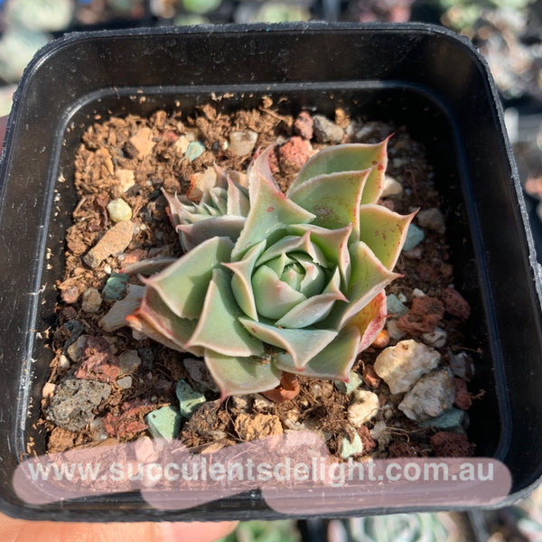 Echeveria Megacalyx 玉壶光