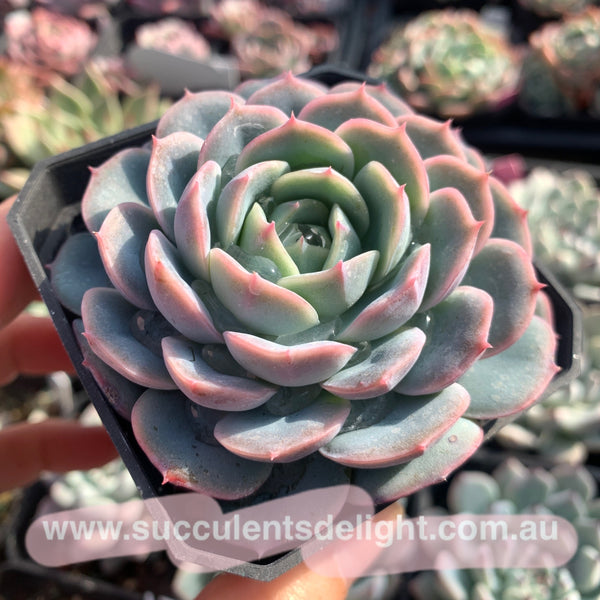 Echeveria Snow in Autumn 秋雪