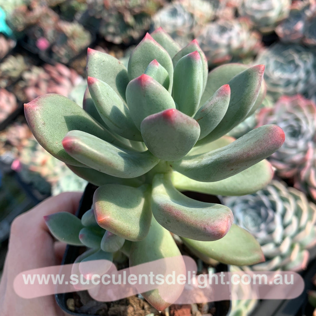 dr cornelius succulent Pachyphytum Dr. Cornelius 青星美人– Succulents Delight