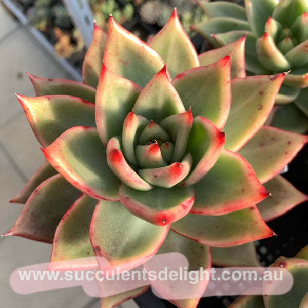 Echeveria Agavoides Gaya 东云Gaya