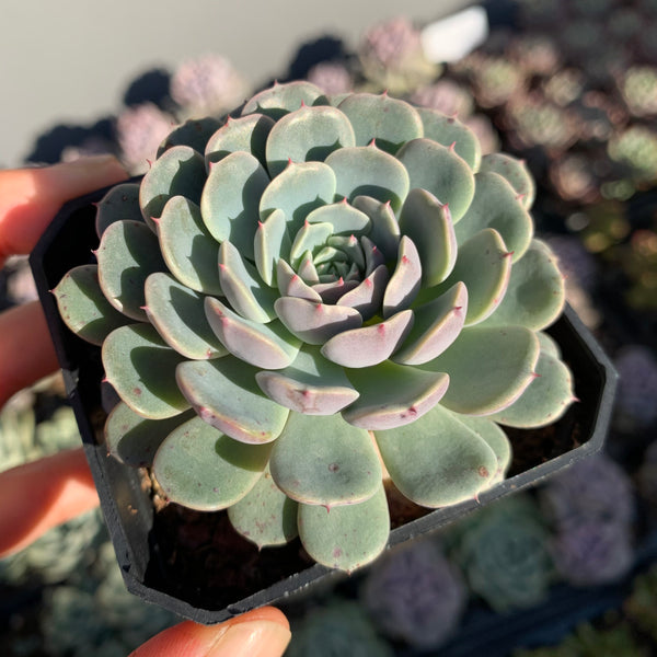 Echeveria Tuxpan Pinwheel 纸风车