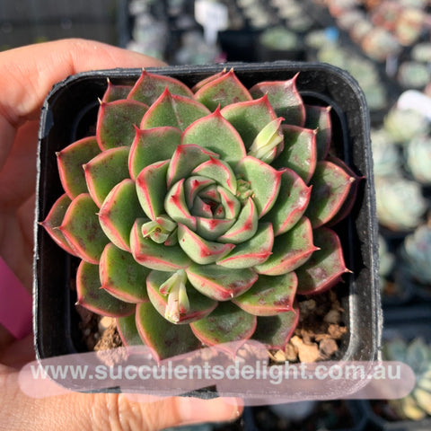Echeveria Ice Age 冰河世纪