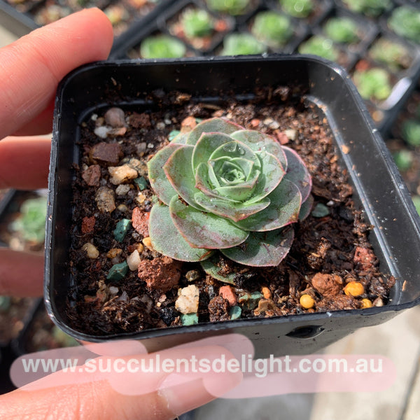 Aeonium Aureum ex El Hierro aka Pink Mountain Rose 耶罗山地玫瑰