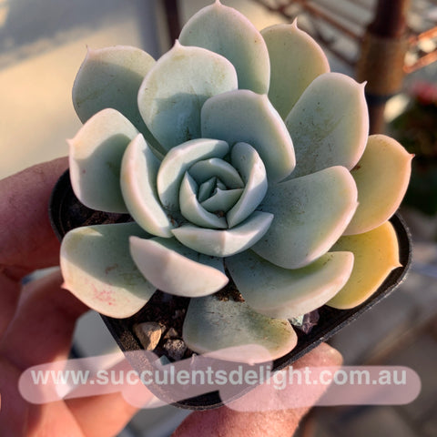 Echeveria Runyoni 鲁氏石莲