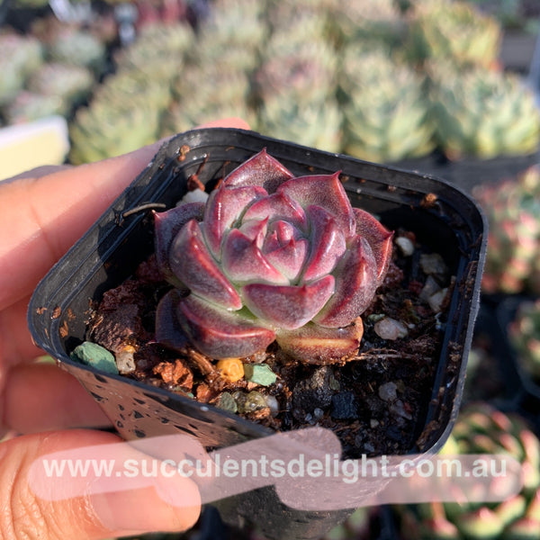 Echeveria Amethyst Rose 紫水晶玫瑰