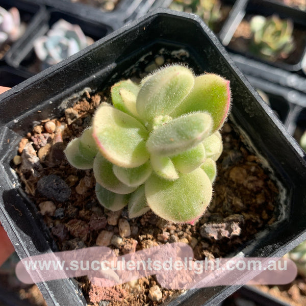 Cotyledon Tomentosa Bears Paw White Variegated 白熊/熊童子白锦