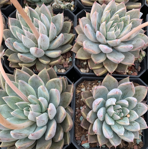 Echeveria White Dew (with dark lines) 白露（暗纹系）