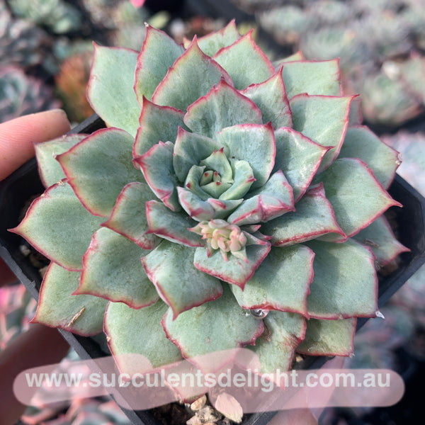 Echeveria Californica Queen 织锦