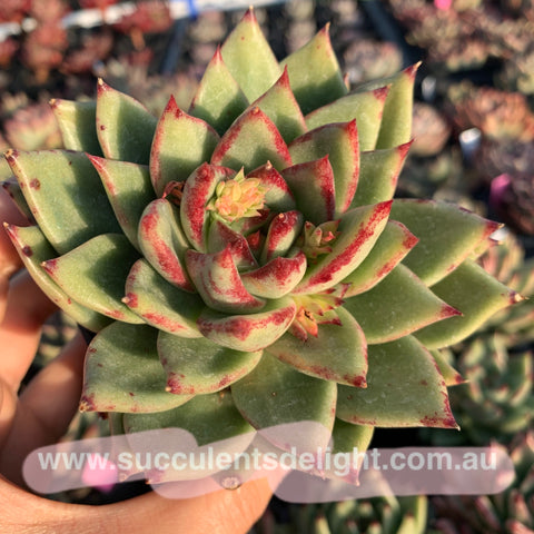 Echeveria Agavoides Ebony Hybrid (seed grown) 实生糖心乌木杂