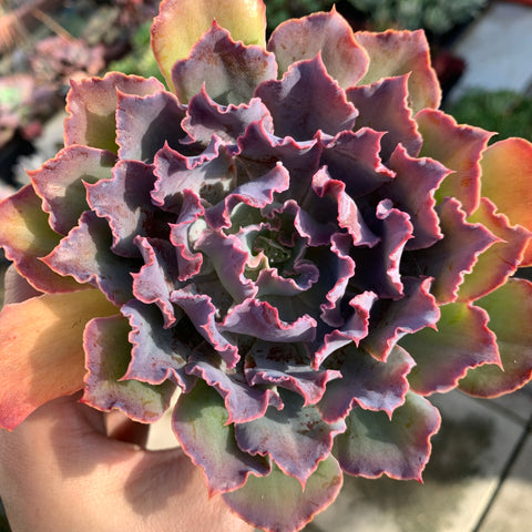 Echeveria Neon Breaker 晚霞之舞