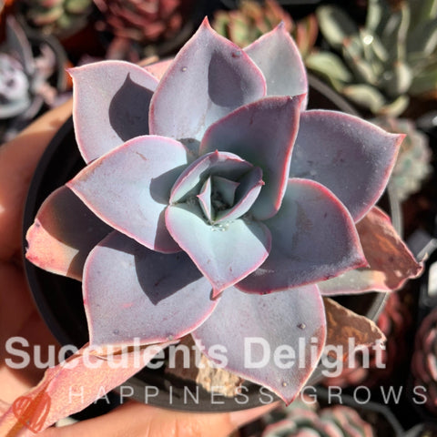 Echeveria Gleaming 微光（薄叶）