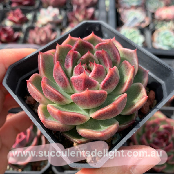 Echeveria Fantasy Jade 梦幻翡翠 Succulent Delight New Hybrid