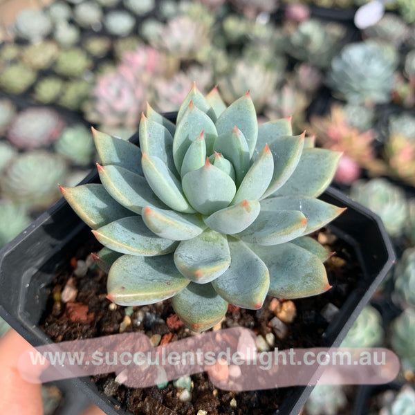 Echeveria Yeomiwol 女美月