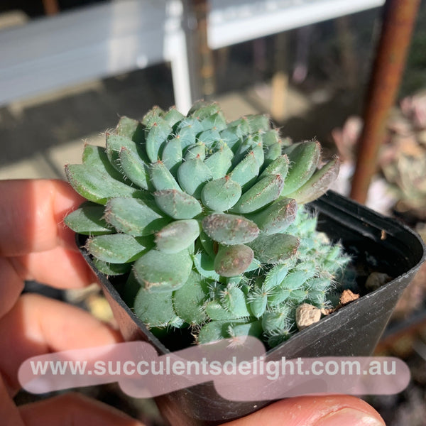 Echeveria setosa v. deminuta 小蓝衣