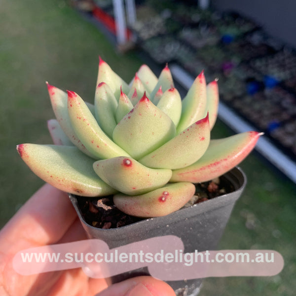 Echeveria agavoides Corderoyi 黄金玛利亚