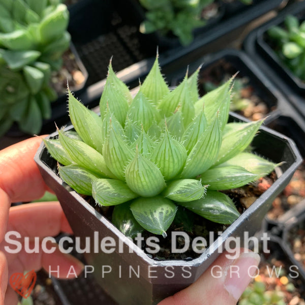 Haworthia cymbiformis var.triebnet poelln 三角琉璃莲/水晶掌