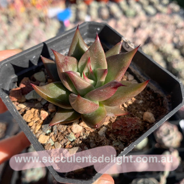 Echeveria Agavoides Girl Talk 女孩密语