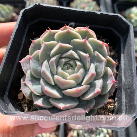 Echeveria elegans hyaliana (orange flower) 澳洲海琳娜