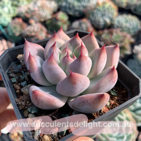 Echeveria Katelyn 凯特琳