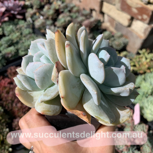 Clearance: Echeveria Exotic 雪特