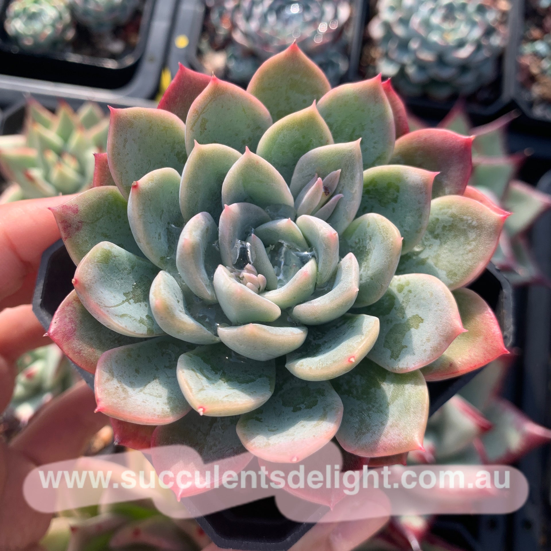 Echeveria Crescent Moon 新月