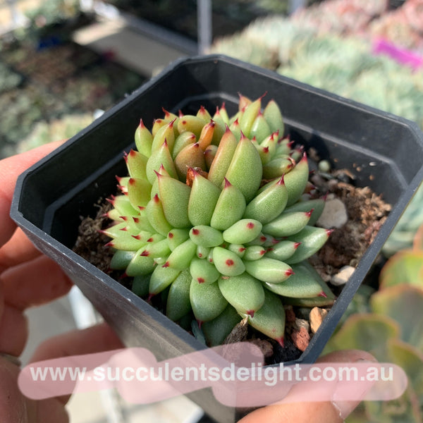 Echeveria agavoides f.cristata Echeveria agavoides 'Crest' 虎鲸