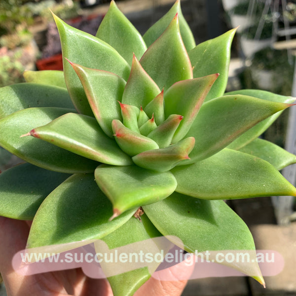 Echeveria Agavoides White Wax 白蜡东云