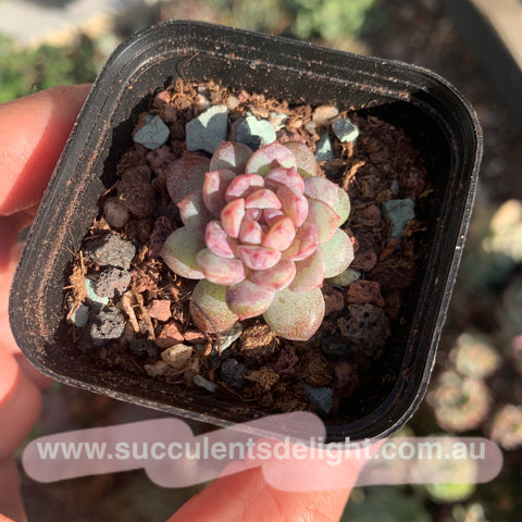 Echeveria Red Snow 红雪 糖心多肉（小）