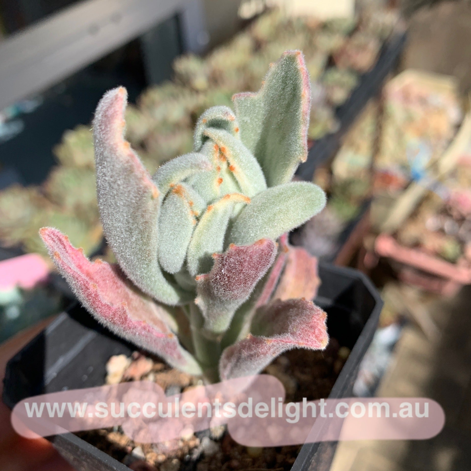 Kalanchoe tomentosa Variegated 月兔耳锦