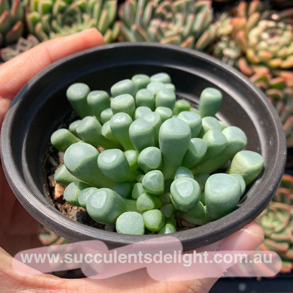 Fenestraria Rhopalophylla Subsp. Aurantiaca Baby Toes 五十铃玉