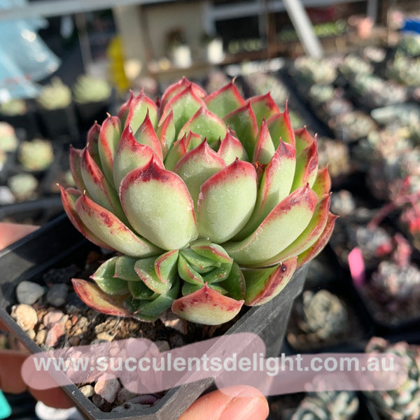 Echeveria Lingzhi 灵芝