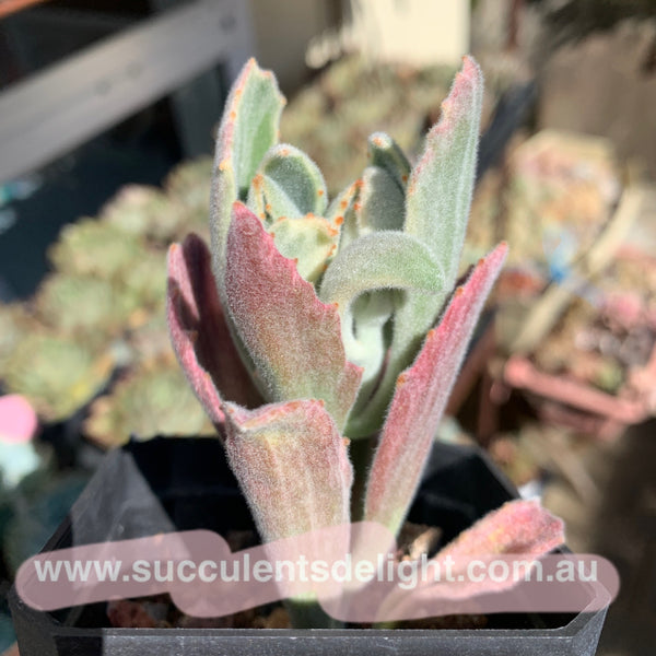 Kalanchoe tomentosa Variegated 月兔耳锦