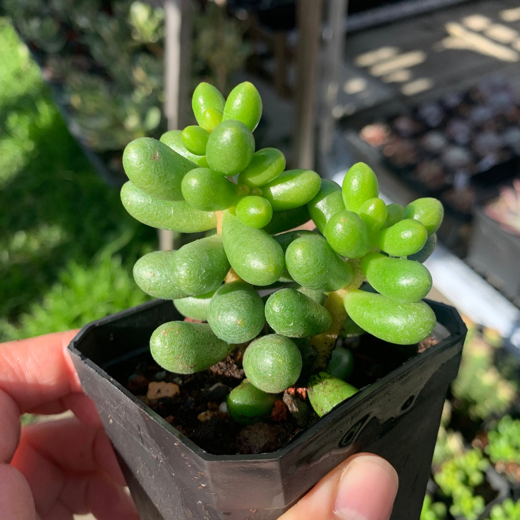 Sedum hernandezii green turtle eggs 绿龟之卵