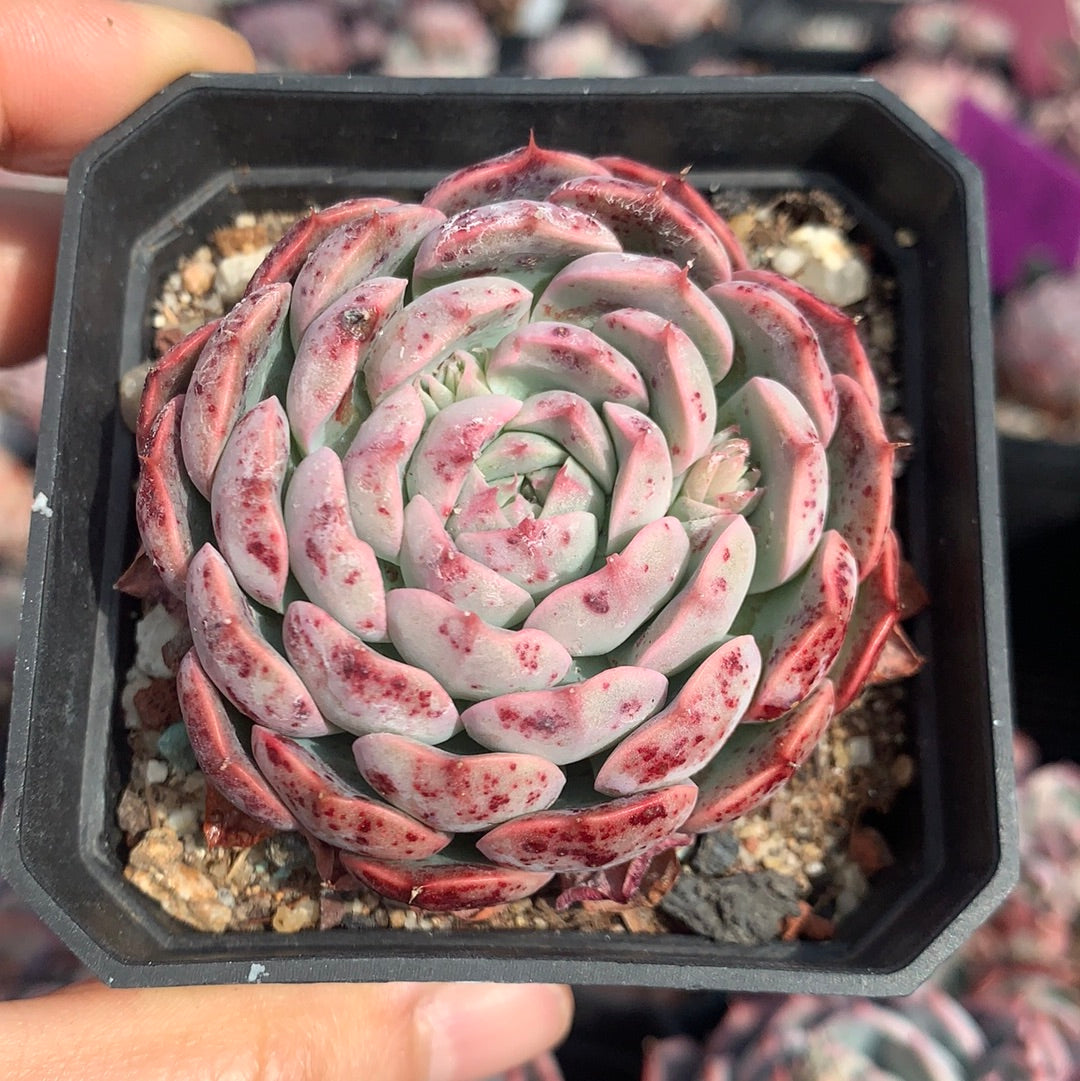 Echeveria Pretty Pinwheel 美丽风车