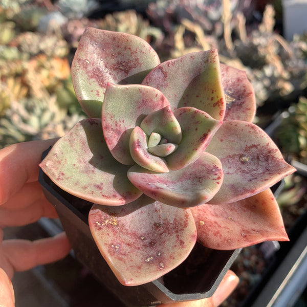 Graptoveria Albert Baynes 厚叶旭鹤