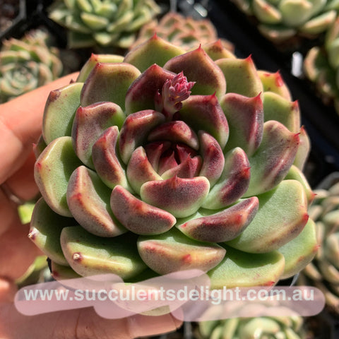 Echeveria Amethyst Queen 紫晶女王