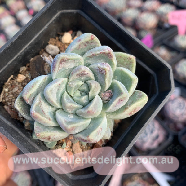 Echeveria Albicans 厚叶月影